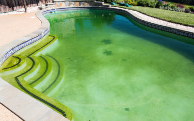 Why is My Pool Green and How Can I Save it?